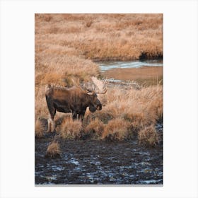 Moose Near Creek Canvas Print