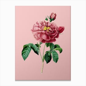 Vintage Gallic Rose Botanical on Soft Pink n.0218 Canvas Print