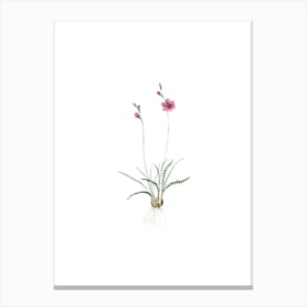 Vintage Ixia Crispa Botanical Illustration on Pure White n.0038 Canvas Print