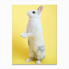 Rabbit Standing On Hind Legs Canvas Print