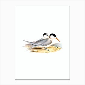 Vintage Torres' Tern Bird Illustration on Pure White n.0199 Canvas Print