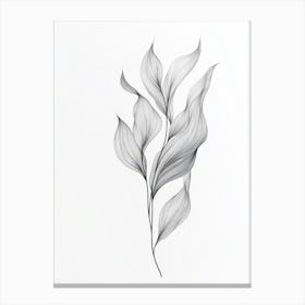 Drawing Of A Leaf 2 Canvas Print