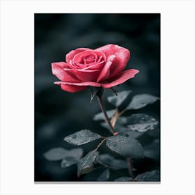 Rose In The Dark 7 Canvas Print