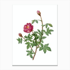 Vintage Moss Rose Botanical Illustration on Pure White n.0452 Canvas Print