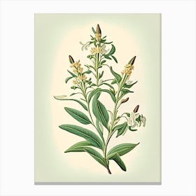 Yerba Santa Wildflower Vintage Botanical Canvas Print