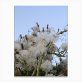 White Flowers On A Bush Canvas Print