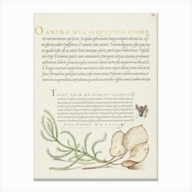 House Fly, Lavender Cotton, And Money Plant From Mira Calligraphiae Monumenta, Joris Hoefnagel Canvas Print