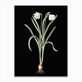 Vintage Narcissus Candidissimus Botanical Illustration on Solid Black n.0365 Canvas Print
