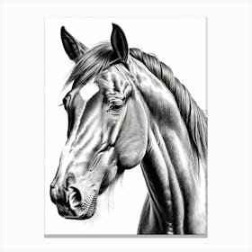 Highly Detailed Pencil Sketch Portrait of Horse with Soulful Eyes 4 Canvas Print