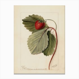 Strawberry 5 Canvas Print