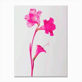 Hot Pink Gladiolus 1 Canvas Print
