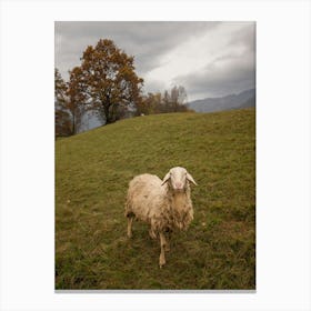 Sheep In The Field Canvas Print