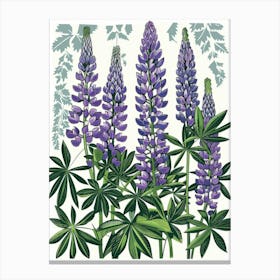 Lupine 2 Canvas Print