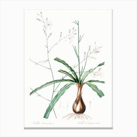 Wavy Leafed Soap Plant Illustration From Les Liliacées (1805), Pierre Joseph Redoute Canvas Print