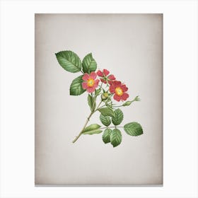 Vintage Redleaf Rose Botanical on Parchment n.0167 Canvas Print