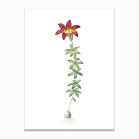 Vintage Wood Lily Botanical Illustration on Pure White n.0203 Canvas Print