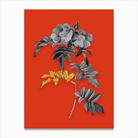 Vintage Shining Rosa Lucida Black and White Gold Leaf Floral Art on Tomato Red n.1197 Canvas Print