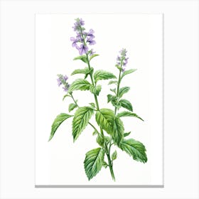 Catnip Vintage Botanical Herbs 3 Canvas Print