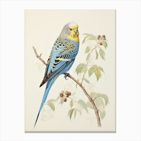 Vintage Bird Drawing Budgerigar 1 Canvas Print