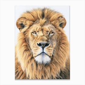 Barbary Lion Portrait Close Up Clipart 4 Canvas Print