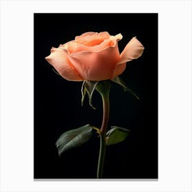 Peach Rose 9 Canvas Print