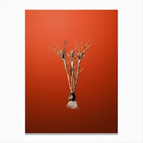 Gold Botanical Cloth of Gold Crocus on Tomato Red n.2862 Canvas Print