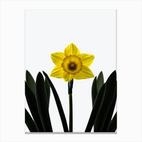 Daffodil Canvas Print