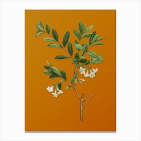 Vintage White Honeysuckle Plant Botanical on Sunset Orange n.0664 Canvas Print