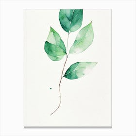 Wintergreen Leaf Minimalist Watercolour 2 Canvas Print