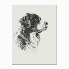 Bernese Mountain Dog Charcoal Line 2 Canvas Print