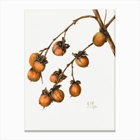 Vintage Botanical Mary Vaux Walcott _2732417 Canvas Print