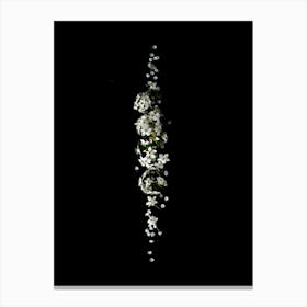 White Flowers On A Black Background Canvas Print