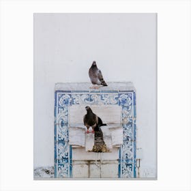 Pigeons looking for refreshment in Lisbon Canvas Print