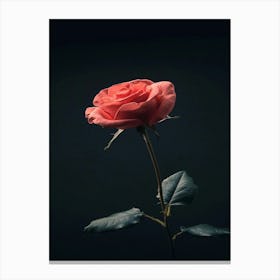 Single Rose On Black Background 23 Canvas Print