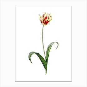 Vintage Didier's Tulip Botanical Illustration on Pure White n.0389 Canvas Print