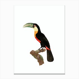 Vintage Red Billed Toucan Bird Illustration on Pure White Canvas Print