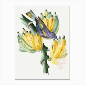 Bird Perched On Bananas Canvas Print