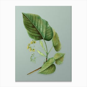 Vintage Linden Tree Branch Botanical Art on Mint Green n.0159 Canvas Print