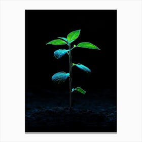 Young Green Plant On Black Background Canvas Print