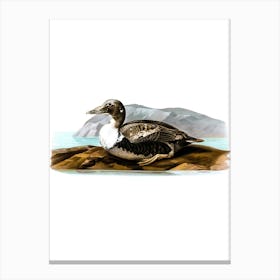 Vintage Common Eider Duck Illustration on Pure White 1 Canvas Print