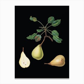 Vintage Pear Botanical Illustration on Solid Black n.0635 Canvas Print