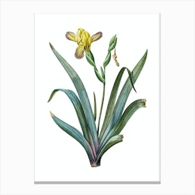 Vintage Hungarian Iris Botanical Illustration on Pure White n.0085 Canvas Print
