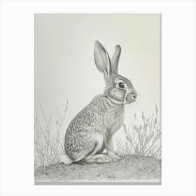 English Silver Rabbit Drawing 2 Canvas Print