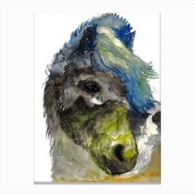 Icelandic Horse Canvas Print