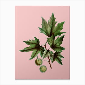 Vintage Old World Sycamore Botanical on Soft Pink n.0819 Canvas Print