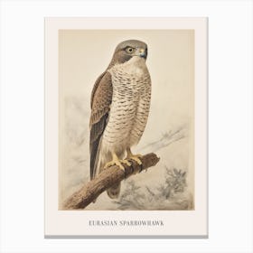 Vintage Bird Drawing Eurasian Sparrowhawk 2 Poster Canvas Print
