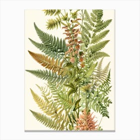 Ferns Canvas Print