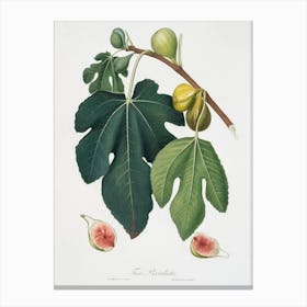 Fig (Ficus Carica Sativa) From Pomona Italiana (1817 - 1839), Giorgio Gallesio 3 Canvas Print
