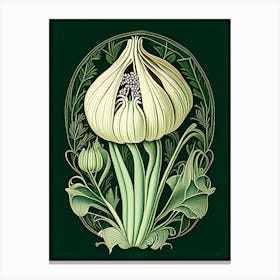Garlic Herb Vintage Botanical Canvas Print