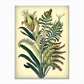 Kangaroo Paw Fern Vintage Botanical Poster Canvas Print